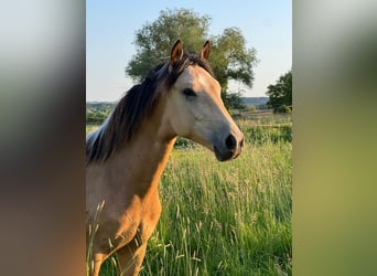 Berber, Stallion, 1 year, Buckskin