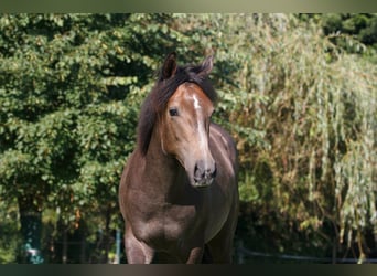 Berber, Stallion, 1 year, Grey