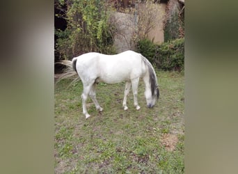 Berber, Stallion, 21 years, 15 hh