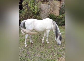 Berber, Stallion, 22 years, 15 hh, Gray