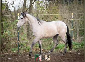 Berber, Stallion, 2 years, 14.2 hh, Gray-Blue-Tan