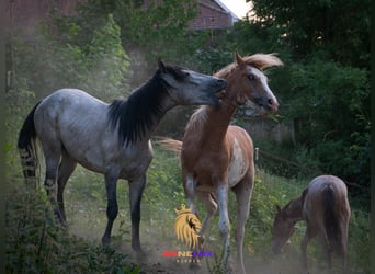 Berber, Stallion, 2 years, 14.2 hh, Gray-Blue-Tan