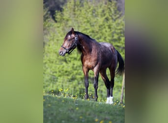 Berber, Stallion, 2 years, 14.2 hh