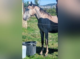 Berber, Stallion, 2 years, 14,2 hh, Grey