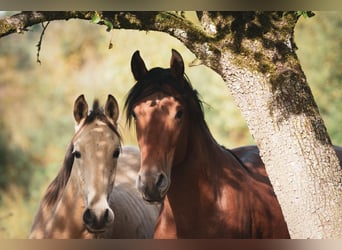 Berber, Stallion, 2 years, 15.1 hh, Brown