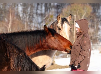 Berber, Stallion, 2 years, 15.1 hh, Brown