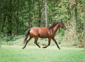 Berber, Stallion, 2 years, 15.1 hh, Brown