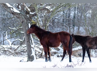 Berber, Stallion, 2 years, 15.1 hh, Brown