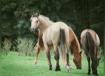 Berber, Stallion, 2 years, 15.1 hh, Buckskin