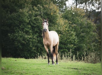 Berber, Stallion, 2 years, 15.1 hh, Buckskin