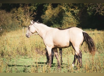 Berber, Stallion, 2 years, 15.1 hh, Buckskin