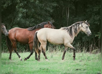 Berber, Stallion, 2 years, 15.1 hh, Buckskin