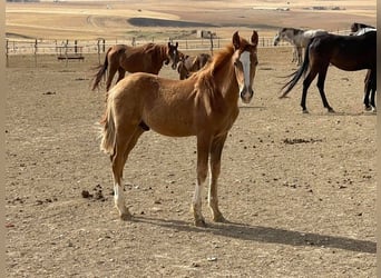 Berber, Stallion, 2 years, 15.1 hh, Chestnut-Red