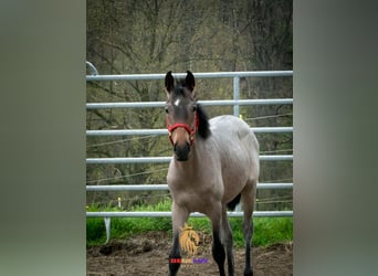 Berber, Stallion, 2 years, 15.1 hh, Roan-Blue