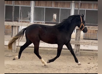 Berber, Stallion, 2 years, 15 hh, Black