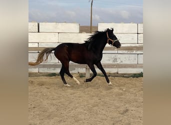 Berber, Stallion, 2 years, 15 hh, Black