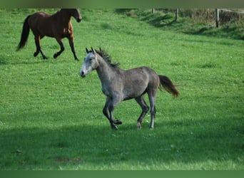 Berber, Stallion, 2 years, 15 hh, Gray