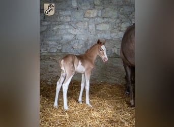 Berber, Stallion, 2 years, 15 hh, Sabino