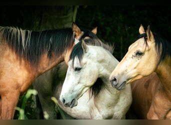 Berber, Stallion, 3 years, 14.2 hh, Gray-Blue-Tan