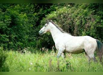 Berber, Stallion, 3 years, 14.2 hh, Gray-Blue-Tan