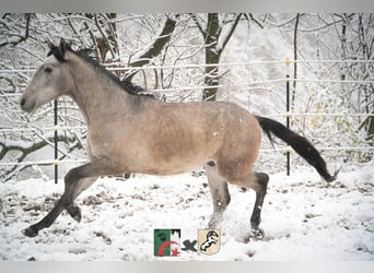 Berber, Stallion, 3 years, 14.2 hh, Gray-Blue-Tan