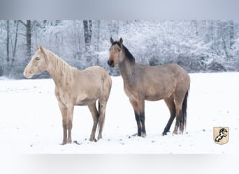 Berber, Stallion, 3 years, 14.3 hh, Buckskin