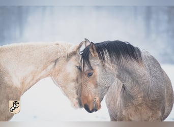Berber, Stallion, 3 years, 14.3 hh, Buckskin