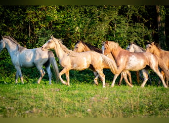 Berber, Hengst, 3 Jahre, 14,3 hh