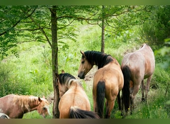 Berber, Hengst, 3 Jahre, 14,3 hh