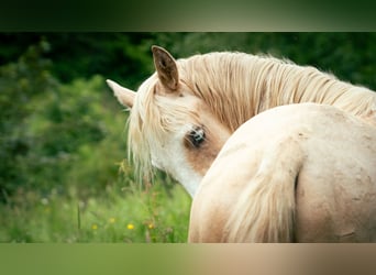 Berber, Stallion, 3 years, 14.3 hh