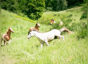 Berber, Hengst, 3 Jahre, 14,3 hh