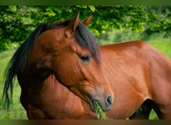 Berber, Stallion, 3 years, 14,3 hh