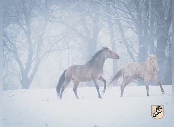 Berber, Stallion, 3 years, 14,3 hh, Buckskin