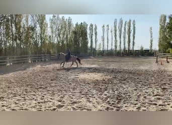 Berber, Stallion, 3 years, 14,3 hh, Buckskin