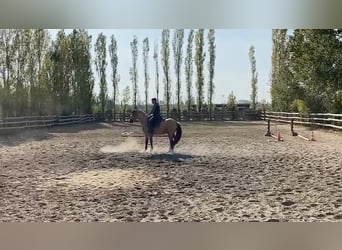 Berber, Stallion, 3 years, 14,3 hh, Buckskin