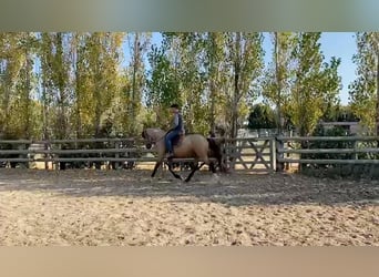 Berber, Stallion, 3 years, 14,3 hh, Buckskin