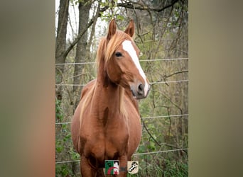 Berber, Stallion, 3 years, 15.1 hh, Chestnut-Red
