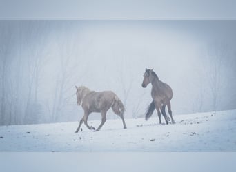 Berber, Stallion, 3 years, 15,1 hh, Sabino