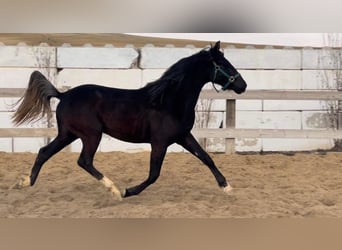 Berber, Stallion, 3 years, 15 hh, Black