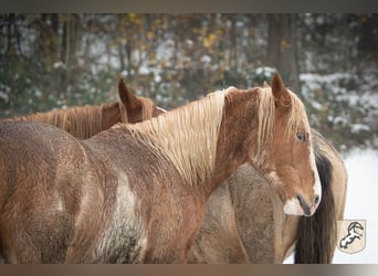 Berber, Stallion, 3 years, 15 hh, Sabino