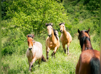 Berber, Stallion, 4 years, 14,3 hh