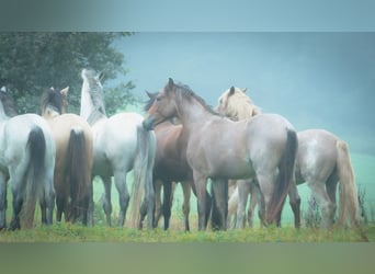 Berber, Stallion, 4 years, 14,3 hh