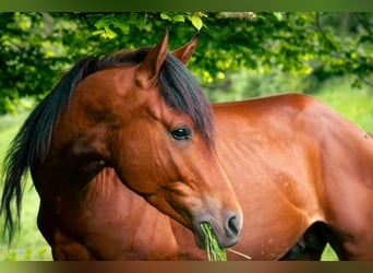Berber, Stallion, 4 years, 14,3 hh, Brown