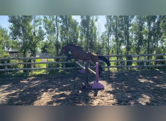 Berber, Stallion, 4 years, 14,3 hh, Brown