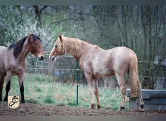 Berber, Stallion, 4 years, 15 hh, Sabino