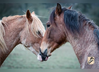 Berber, Stallion, 4 years, 15 hh, Sabino