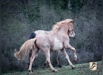 Berber, Stallion, 4 years, 15 hh, Sabino