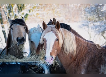 Berber, Stallion, 4 years, 15 hh, Sabino