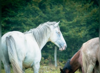 Berber, Stallion, 5 years, 15,1 hh, Brown Falb mold