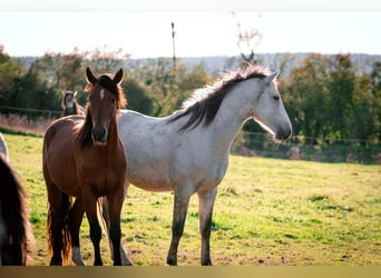 Berber, Stallion, 5 years, 15,1 hh, Brown Falb mold